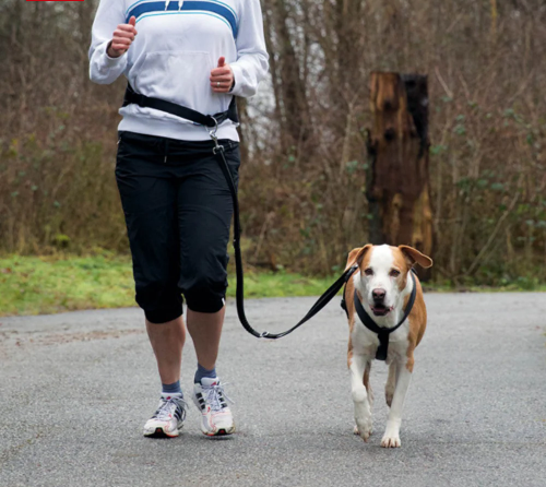 Red waist belt dog leash for running, shock absorber, reflective, adjustable M-L size – Keans Claremorris