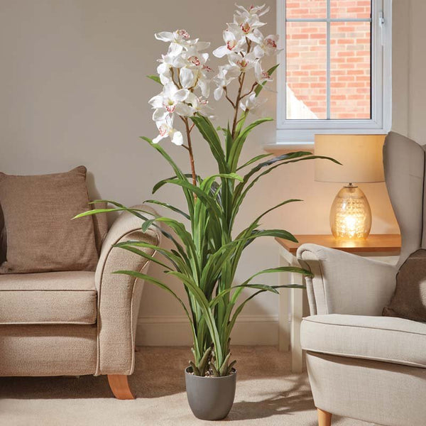 White Orchid 140cm Keans Claremorris