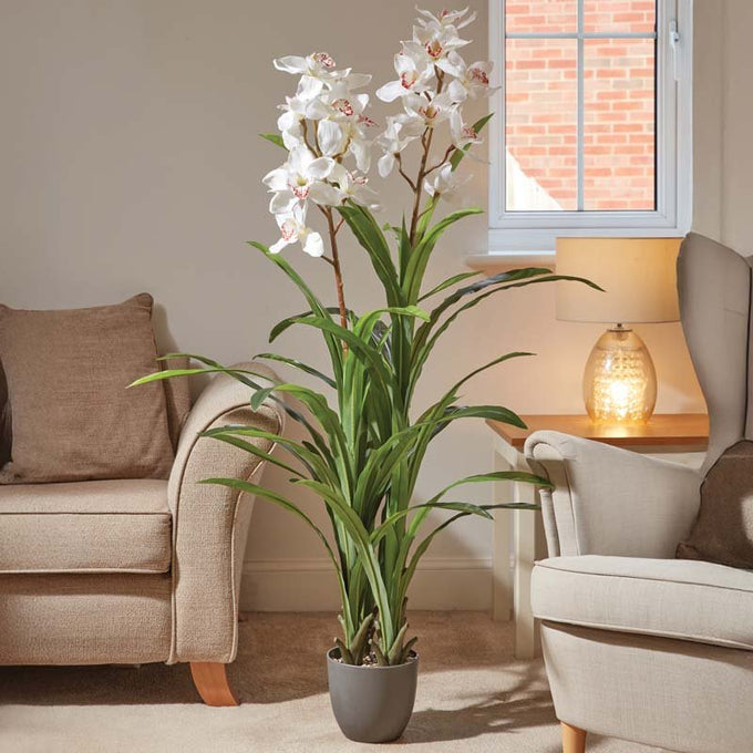 White Orchid 140cm Keans Claremorris