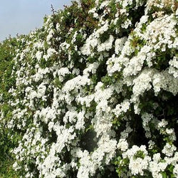 Whitethorn Hedges Bareroot 120-150 cm, Crataegus 1+2 R, garden hedge plant from Keans Claremorris