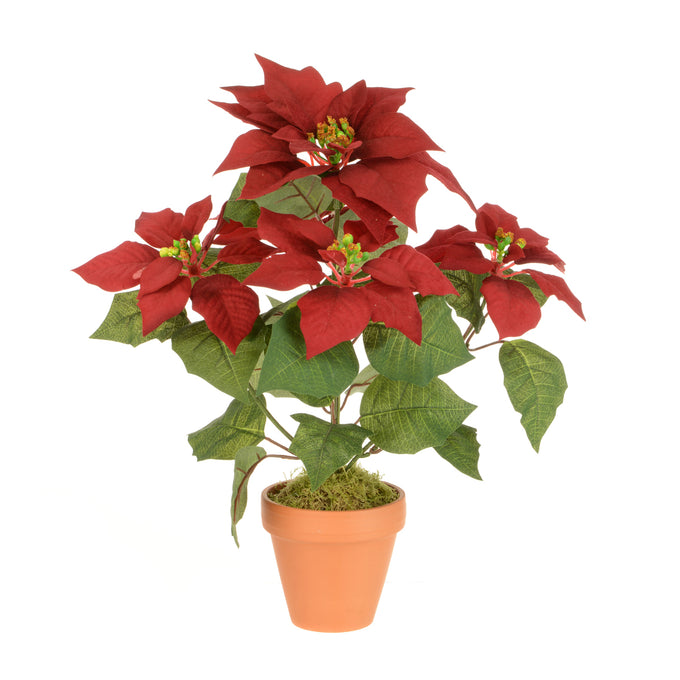 Poinsettia in Terracotta Pot - Image 1