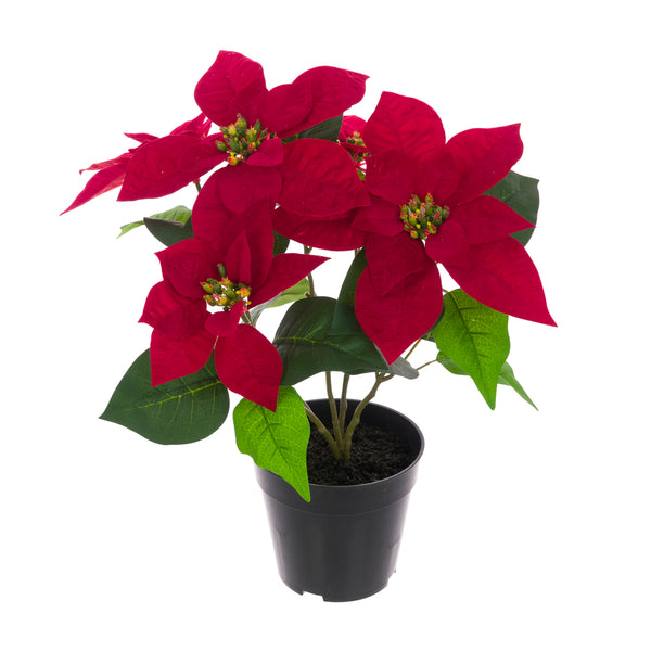 Potted Poinsettia 43cm