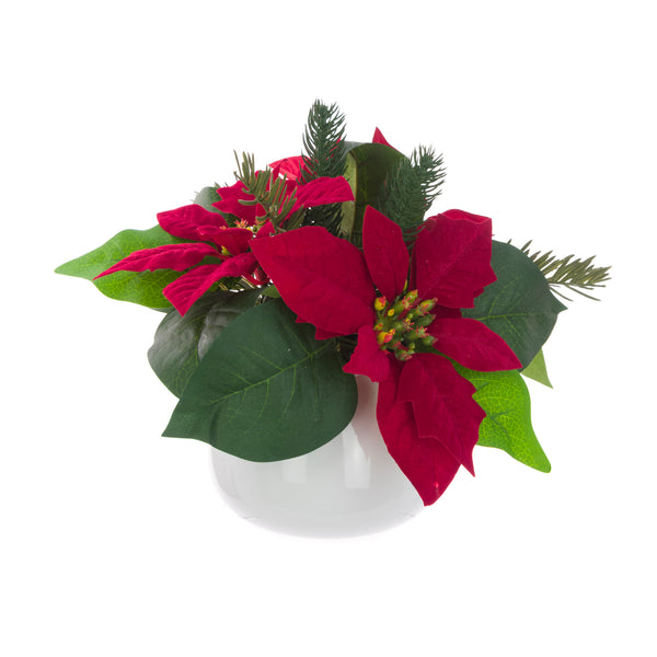 Red Velvet Poinsettia in White Ceramic Pot – 22cm