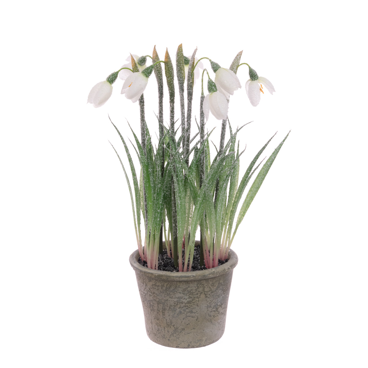 Frosted Snowdrops In Pot 27cm - Image 1