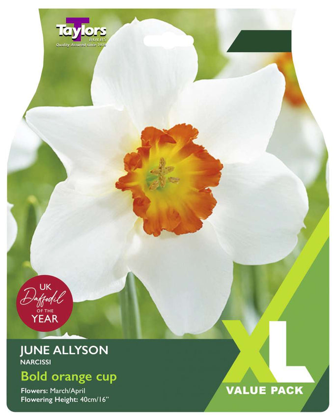 12 Narcissus June Allyson 10-12 - Image 1