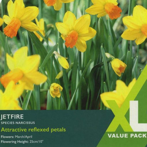 Narcissus Jetfire – 20 Bulbs - Image 1