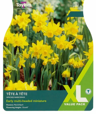 Narcissus ‘Tête-à-Tête’ – 20 Bulbs - Image 1