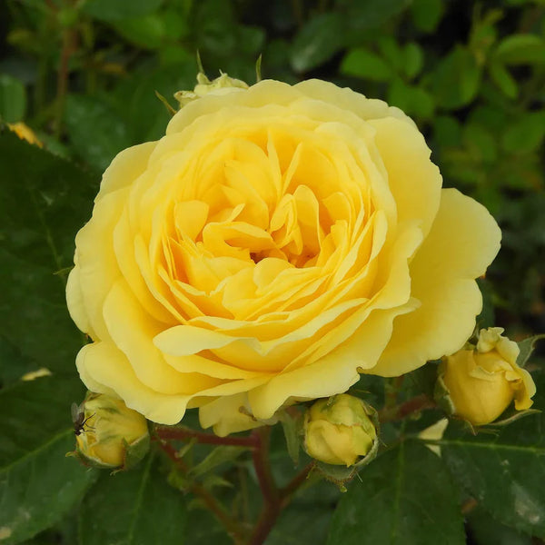 Rosa Yellow Meilove 4.5L Floribunda