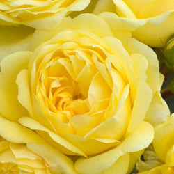 Rosa Yellow Meilove 4.5L Floribunda