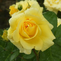 Rosa Yellow Meilove 4.5L Floribunda