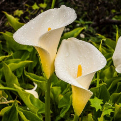 Zantedeschia Aethiopica, 2L Keans Claremorris