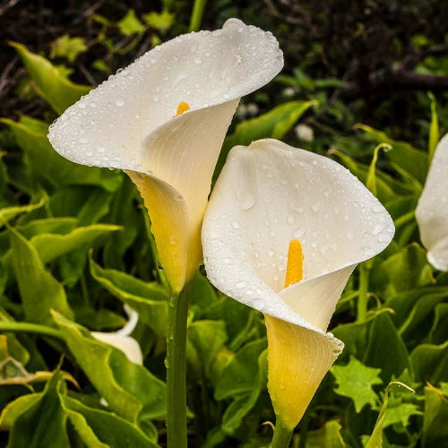 Zantedeschia Aethiopica, 2L Keans Claremorris