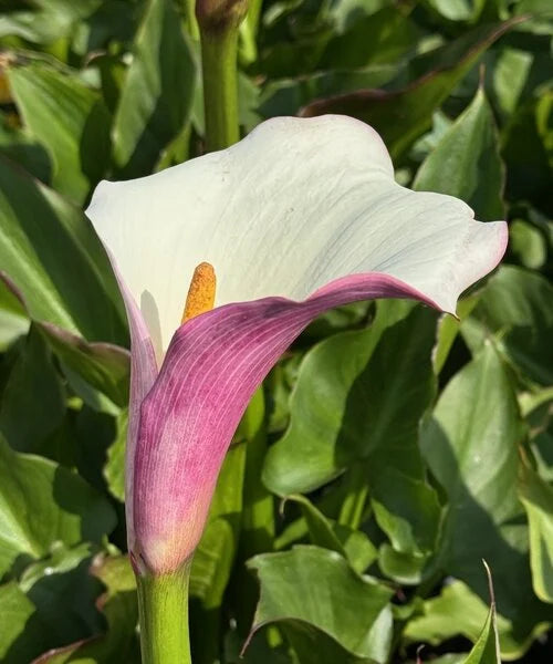 Zantedeschia Eydona 'Purple White' 3L eans Claremorris