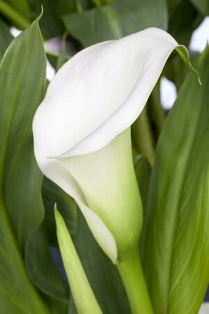 Zantedeschia Eydona 'White' 3L Keans Claremorris