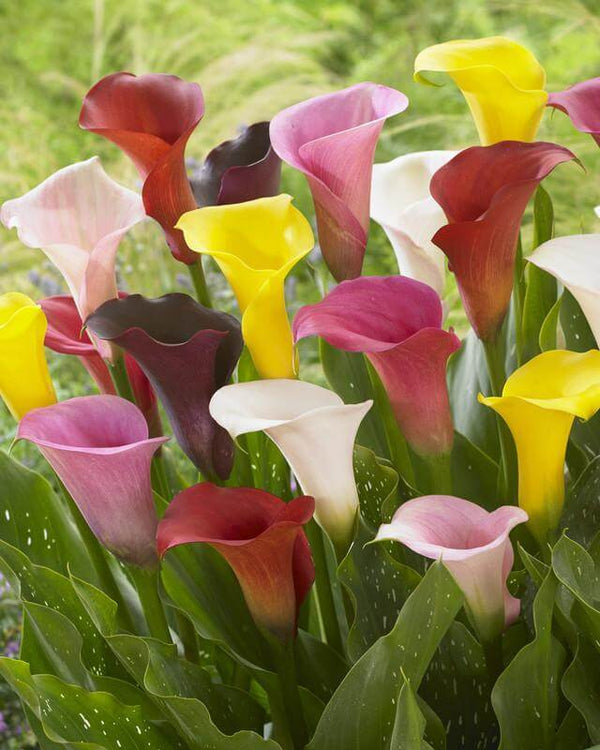 Zantedeschia Mix P12 H35cm Keans Claremorris