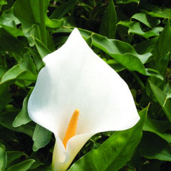 Zantedeschia aet. Snow White ® 3L Keans Claremorris