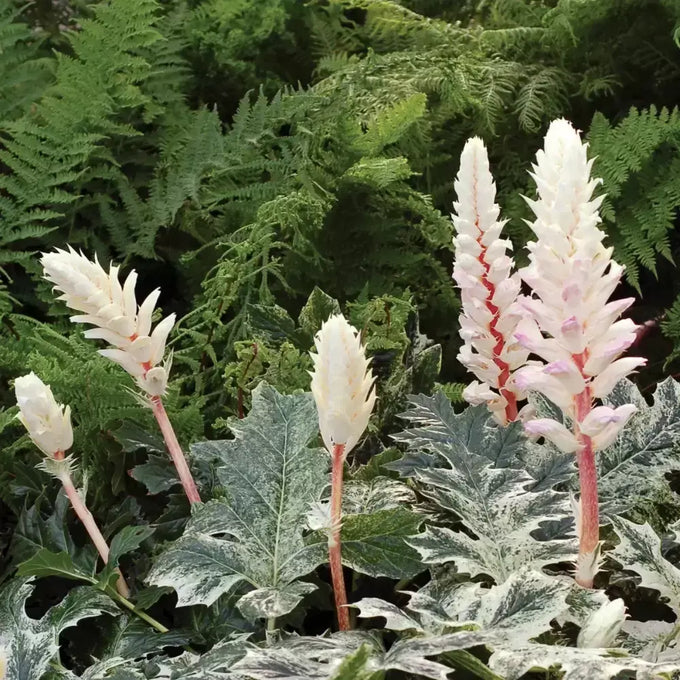 Acanthus 'Whitewater' 3L - Image 2