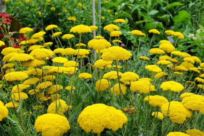 Achillea fill. 'Cloth of Gold' 2L - Image 3