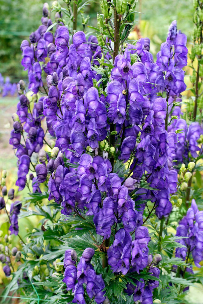 Aconitum 'Bressingham Spire' 3L - Image 3