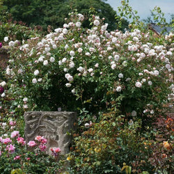 Rosa 'The Albrighton Rambler' climbing rose 6L pot, David Austin variety, available at Keans Claremorris.