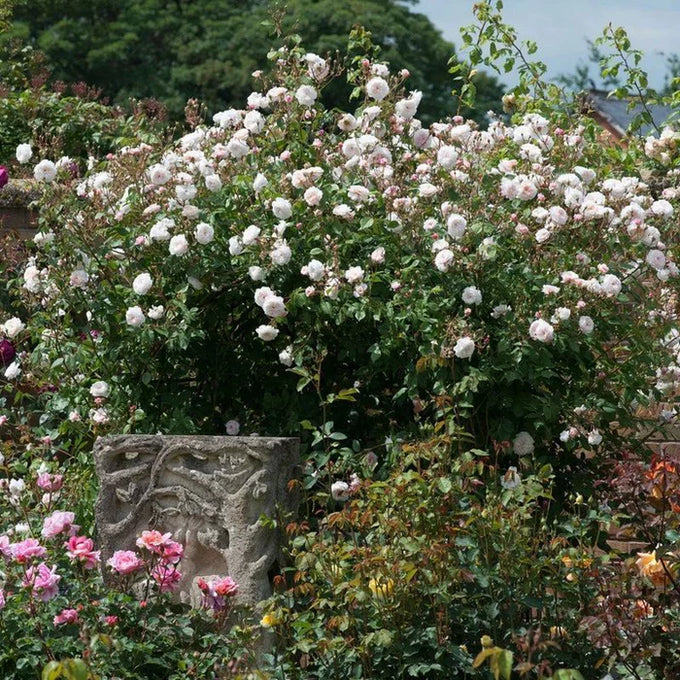 Rosa 'The Albrighton Rambler' climbing rose 6L pot, David Austin variety, available at Keans Claremorris.