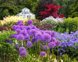 Allium 'Globemaster' 3L