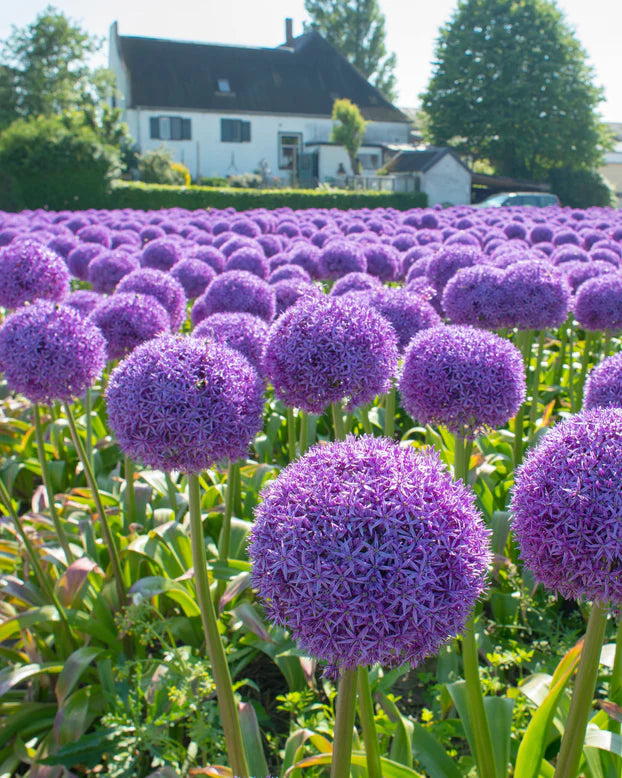 Allium 'Globemaster' 3L - Image 3