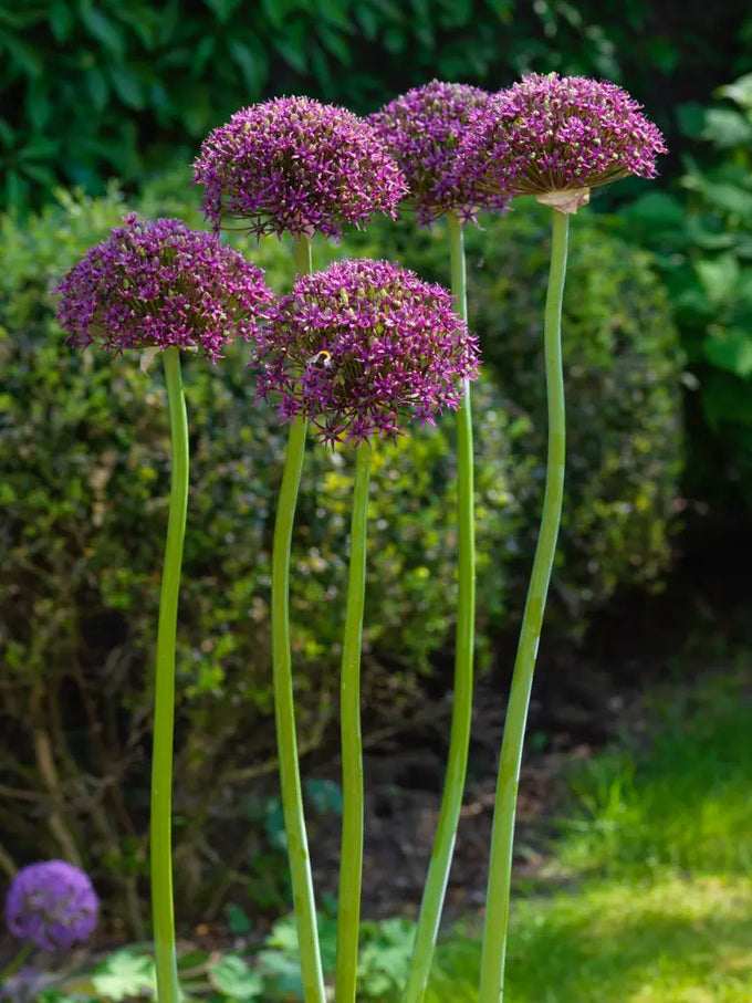 Allium 'Magic' 3L - Image 2
