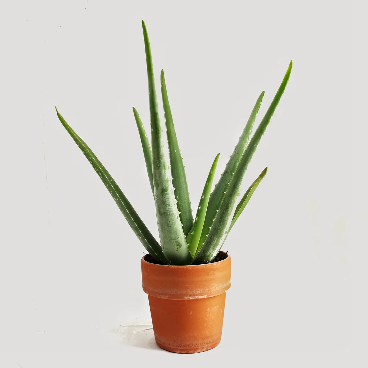 Aloe vera plant with long green fleshy leaves in a 13cm terracotta pot against a plain background