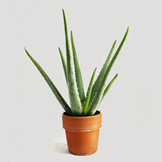 Aloe vera 13cm Terracotta Pot - Image 1