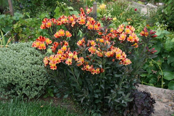 Alstroemeria 'Indian Summer', 2L - Image 2