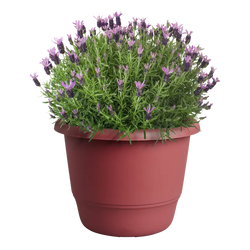 Amiga Round Pot 40cm in Theatre Red – durable cookware, vibrant color, available at Keans Claremorris.