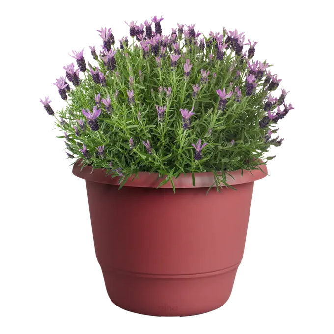 Amiga Round Pot 40cm in Theatre Red – durable cookware, vibrant color, available at Keans Claremorris.