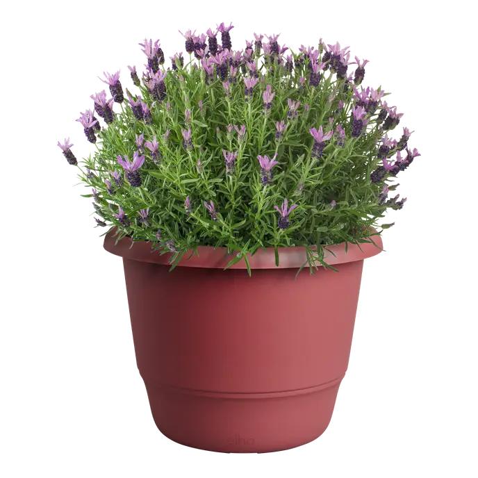Round 25cm theatre red pot filled with green lavender plant with purple flowers