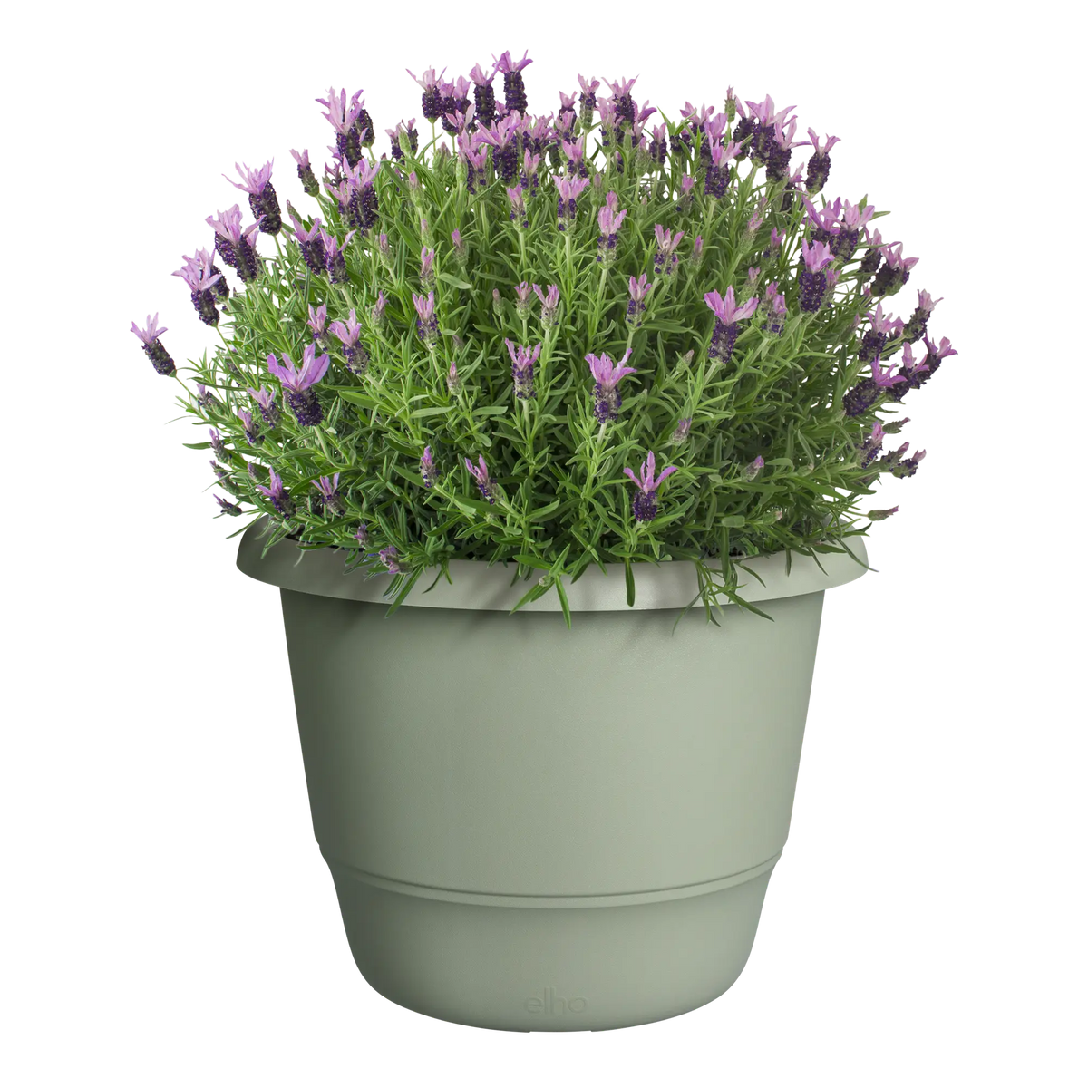 Amiga Round Thyme Green plant with slender green leaves and purple flowers in a light green pot