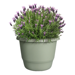 Amiga Round Thyme Green