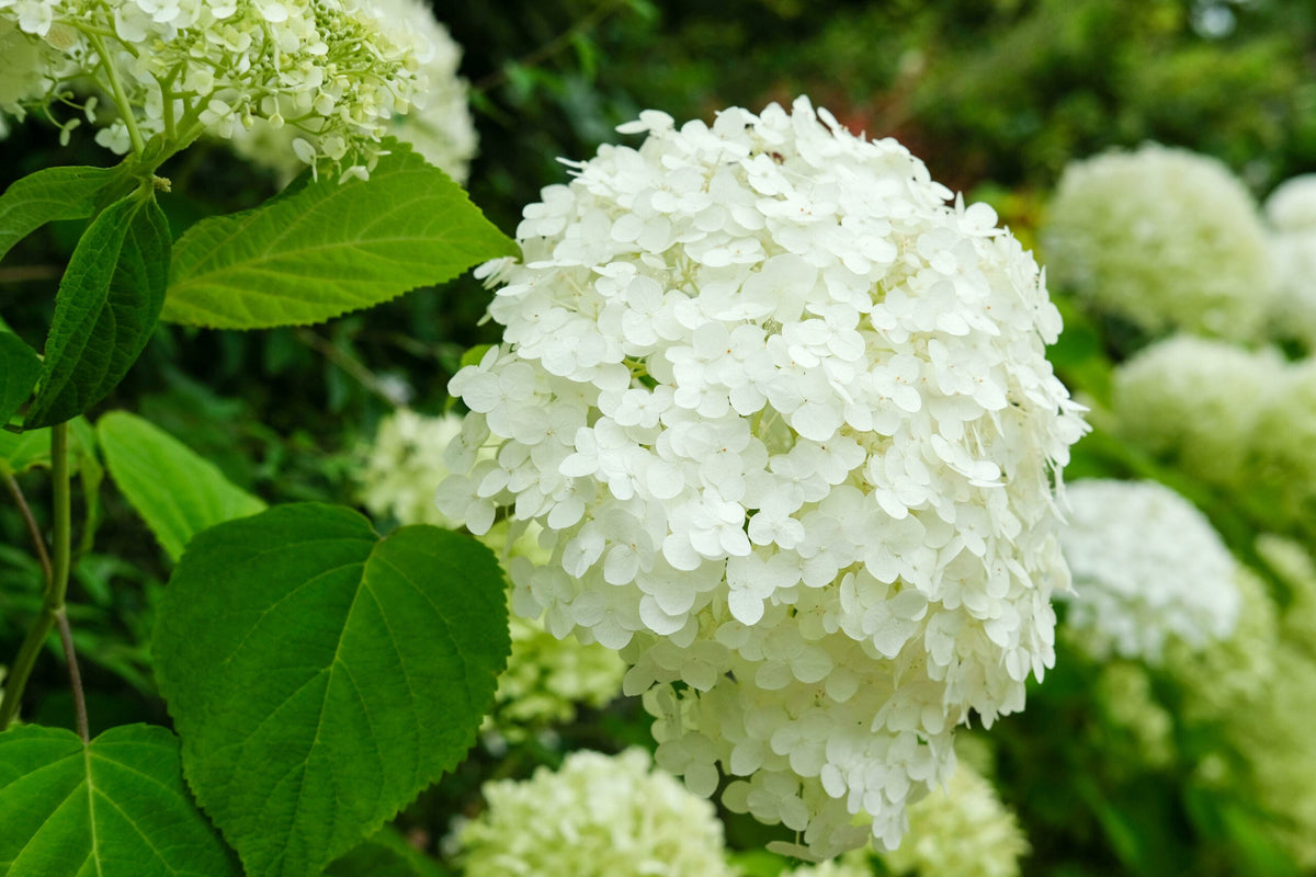 Hydrangea ar. 'Strong Annabelle'® 5l - Image 1