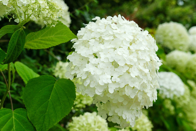 Hydrangea ar. 'Strong Annabelle'® 5l - Image 1