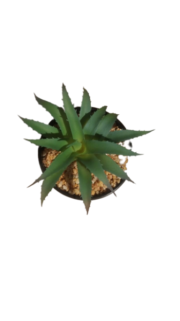 Succulent in pot green - h14,5xd10,5cm