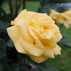 Rosa 'Arthur Bell' 4.5L 04-Rose, Floribunda