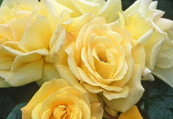 Rosa 'Arthur Bell' 4.5L 04-Rose, Floribunda