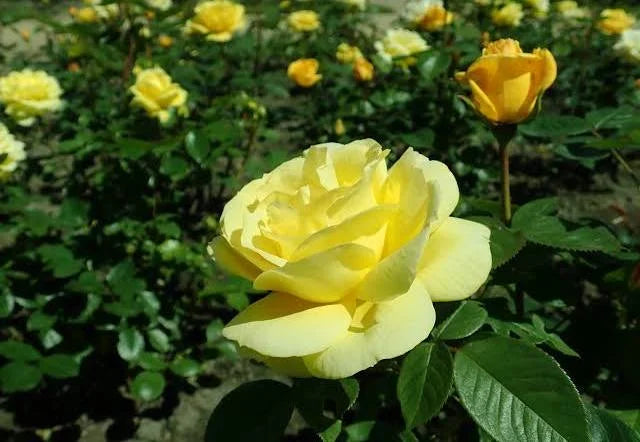Rosa 'Arthur Bell' 4.5L 04-Rose, Floribunda - Image 1