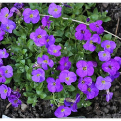 Aubrieta gracilis 'Kitte Blue' 9cm 07-ROCKERY