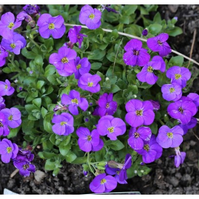 Aubrieta gracilis 'Kitte Blue' 9cm 07-ROCKERY - Image 2