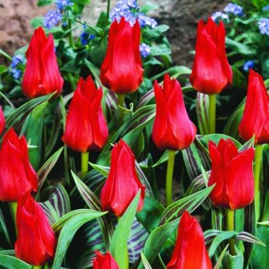 Tulip ‘Red Riding Hood’ – 12 Bulbs - Image 1