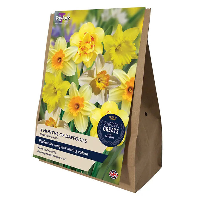 4 Months of Daffodils Collection – 25 mixed Narcissus bulbs blooming Feb to May, fragrant, pollinator-friendly | Keans