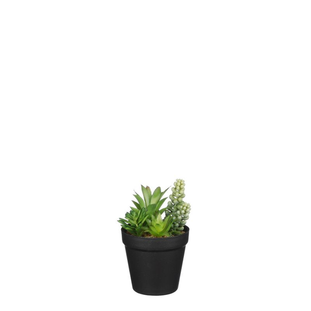 Succulent in pot green - h17xd10,5cm