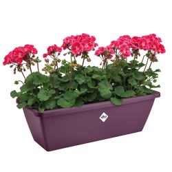 Barcelona Trough Maple Purple