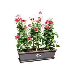 Barcelona Xl Anthracite