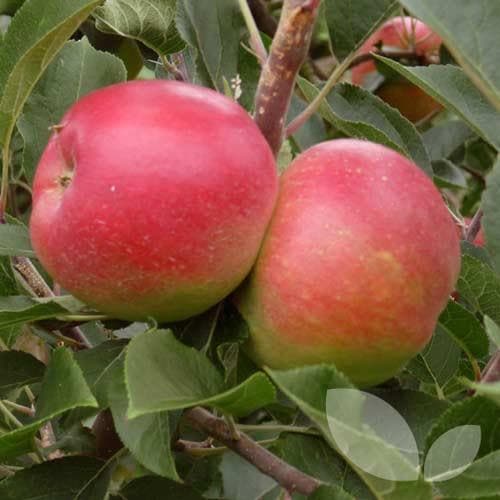 Malus d. Beauty of Bath Apple Tree - Image 1